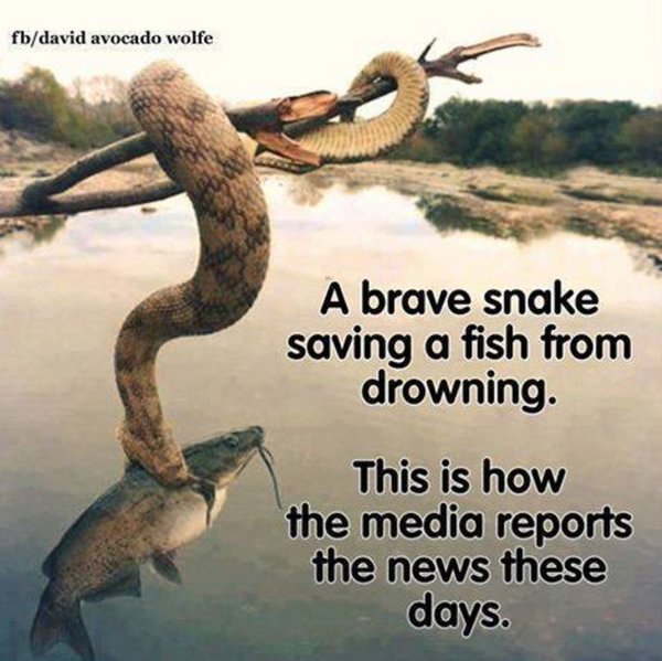 Image result for ular menyelamatkan ikan